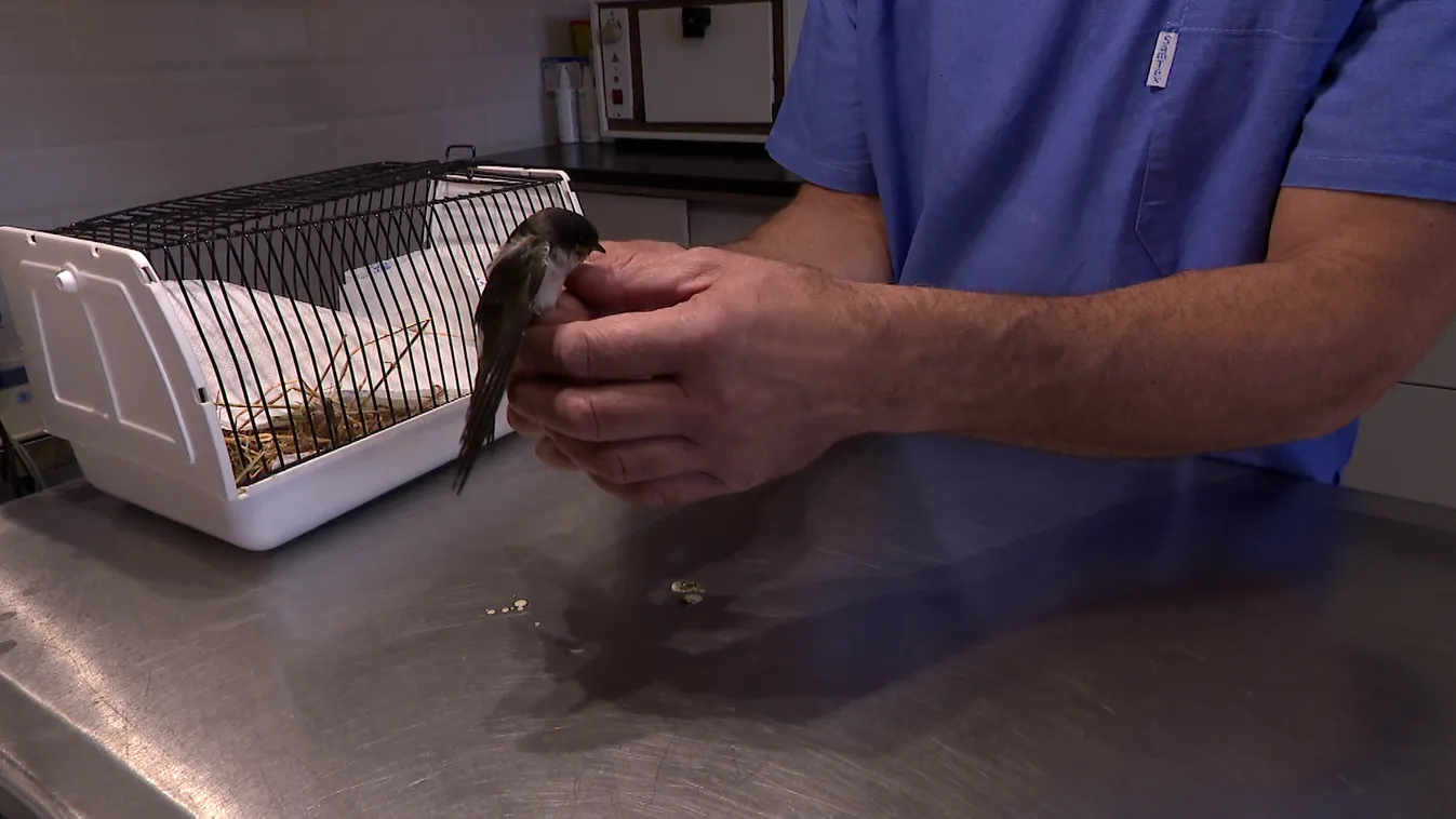 Radar - Vadmadármentés Sukorón