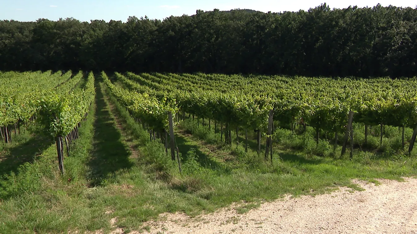 Radar - A balatoni szőlészet szerelmesei