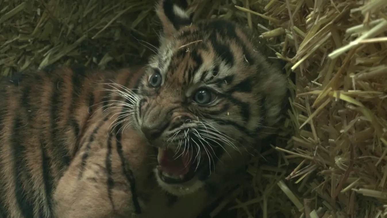 Tigriskölyköket mutattak be a frankfurti állatkertben