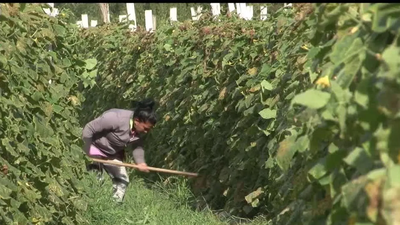 Radar – Közfoglalkoztatás keretében termesztenek zöldséget