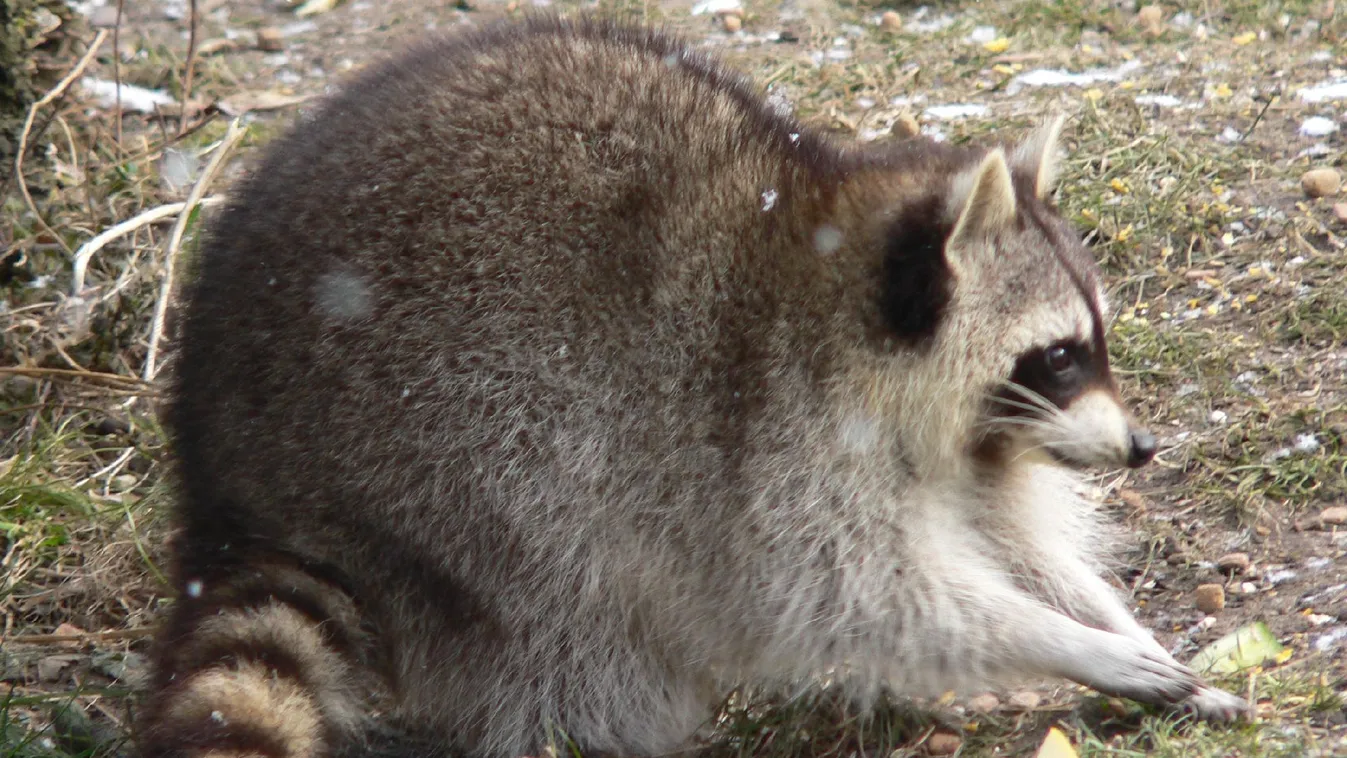 Mosómedvék települtek be egy Budapest környéki erdőbe