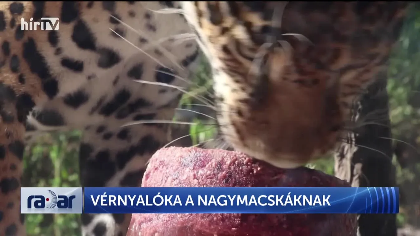 Radar - Vérnyalóka a nagymacskáknak (2023-08-08)