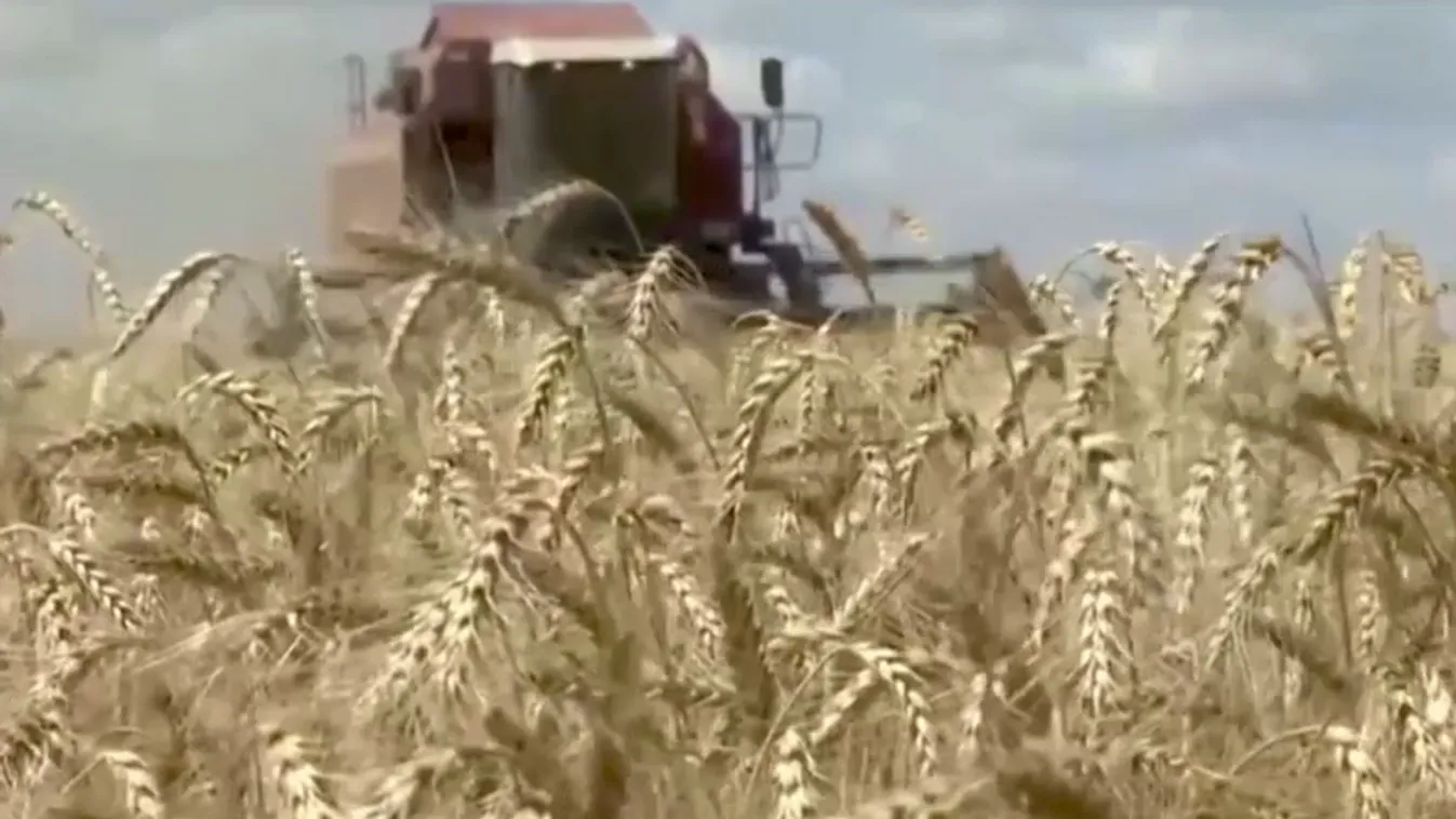 Napindító - Magyar gabonatermés 2023