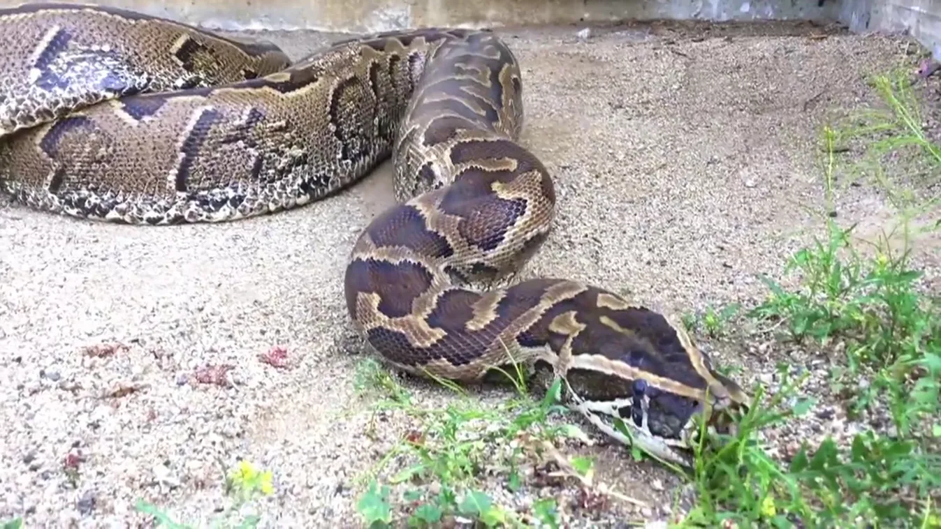 Radar - Szökött vadállat Zuglóban