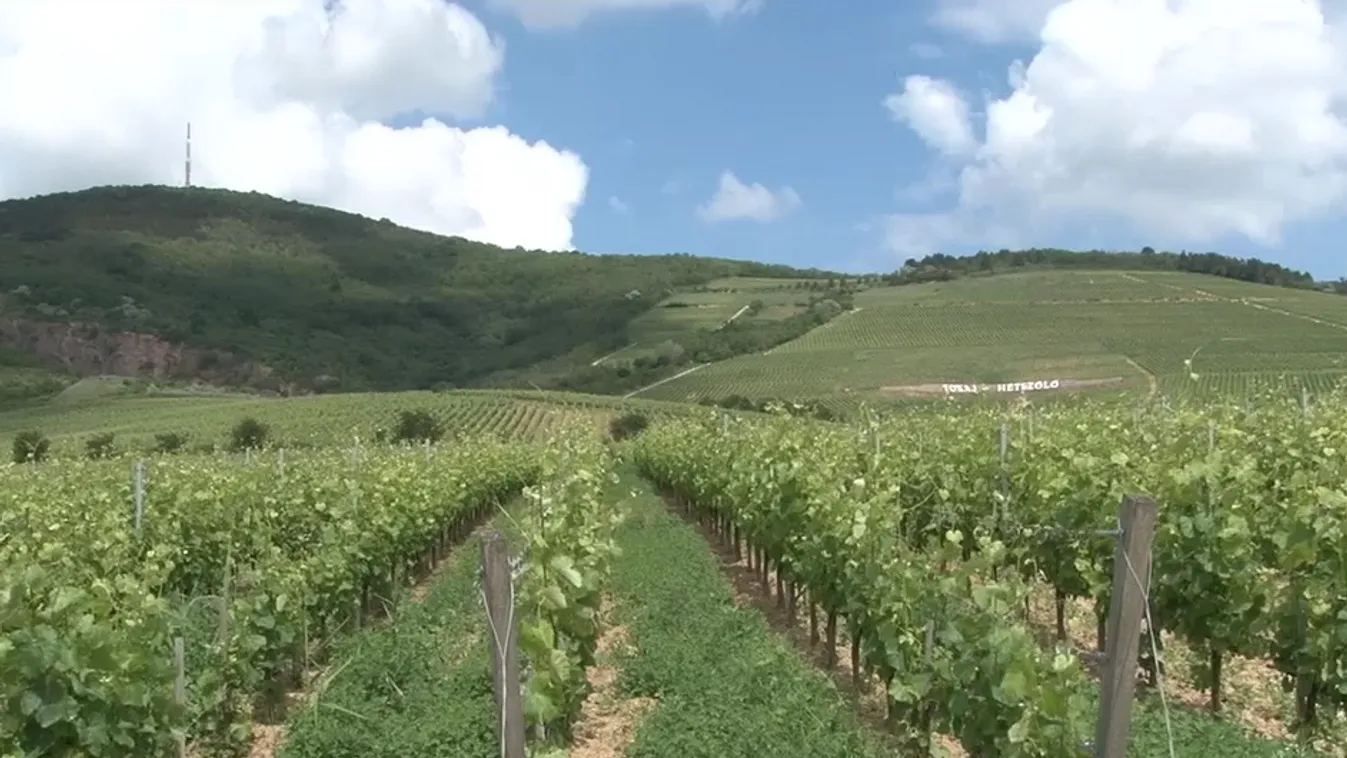 Radar – Folyamatosan fejlődik a Tokaji borvidék