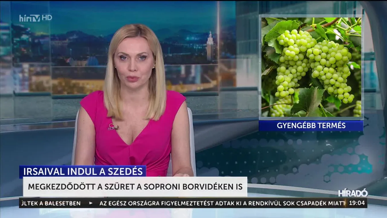Megkezdődött a szüret a Soproni Borvidéken is
