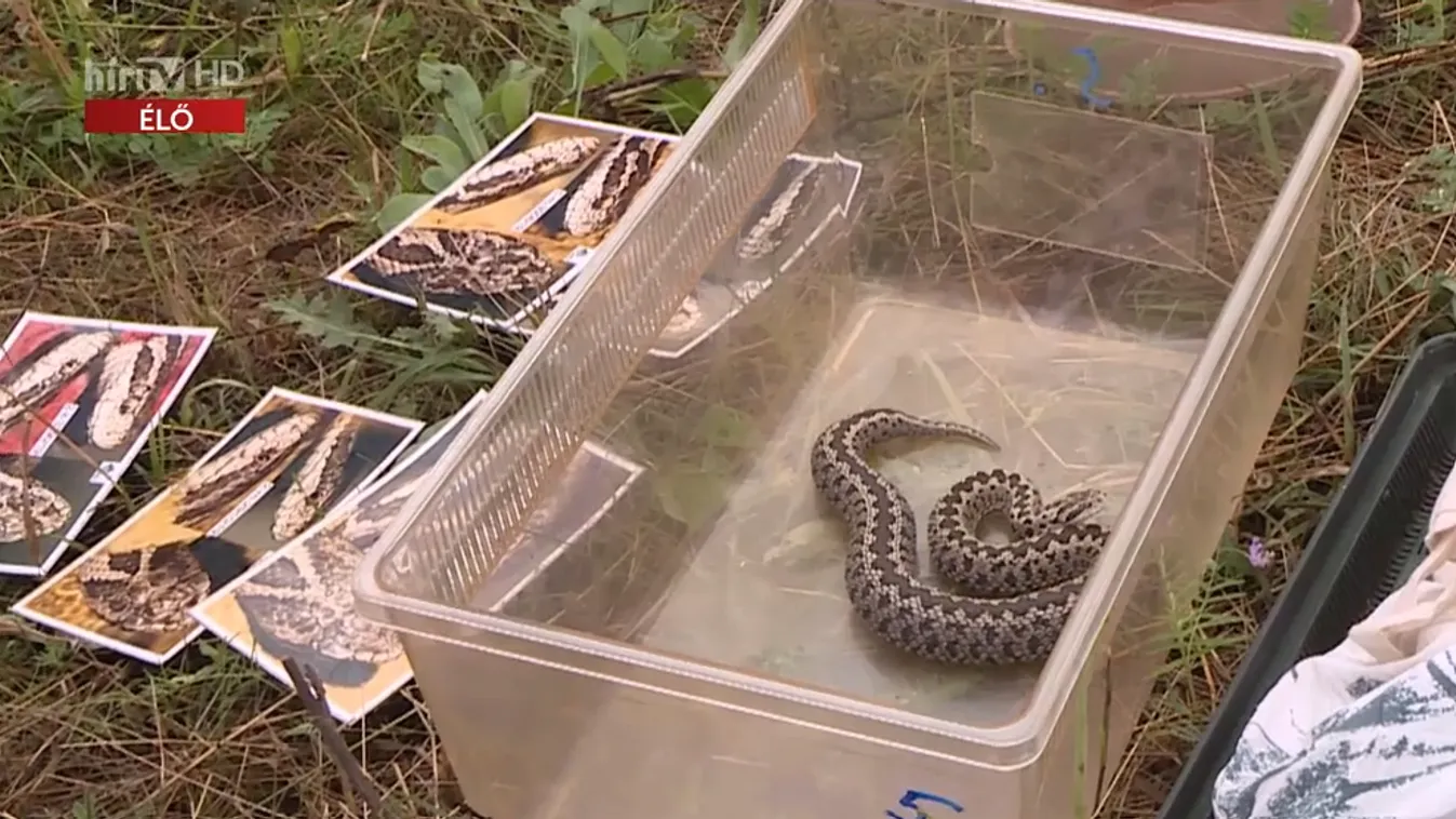 Napindító - 52 rákosi viperát telepítettek vissza a Fertő-Hanság Nemzeti Park területeire