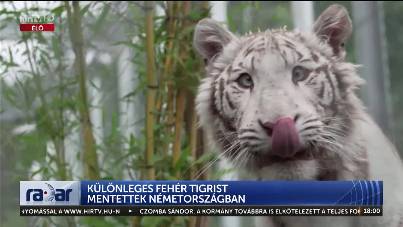 Radar - Különleges fehér tigrist mentettek Németországban (2023-08-04)
