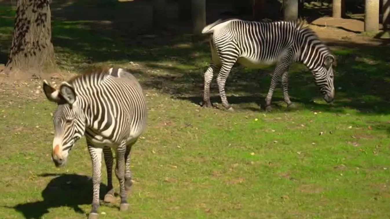 Radar - Hamarosan ritka zebrák születnek Magyarországon