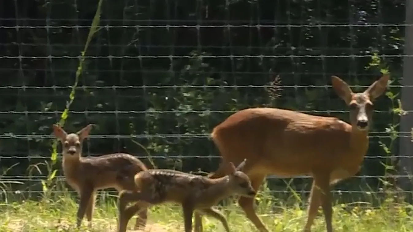 Napindító - Őzek násza