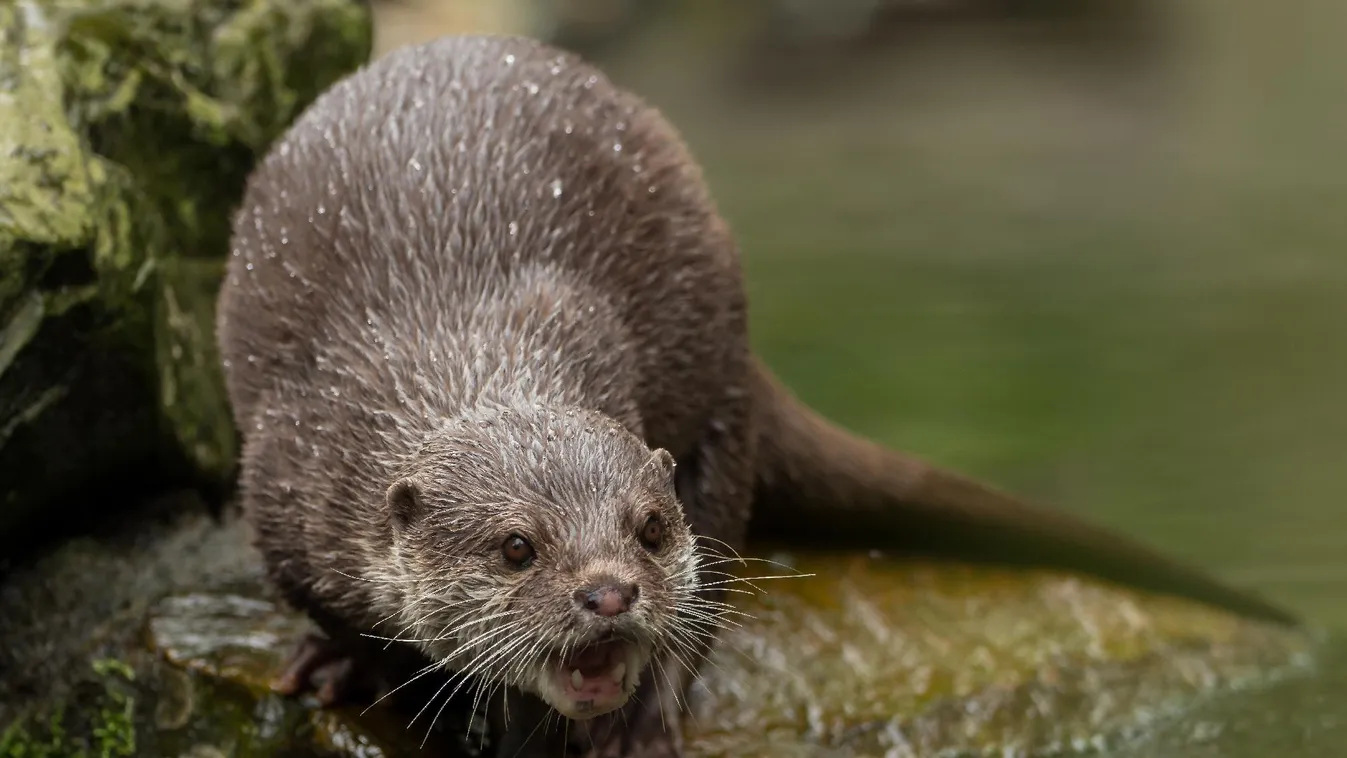 Vidratámadásban sérült meg három nő Montanában