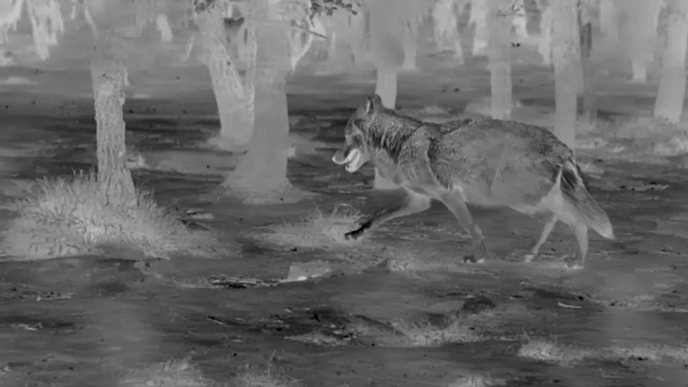 Akár 12 évet is kaphat a kilőtt svájci farkas miatt az egyik vadász