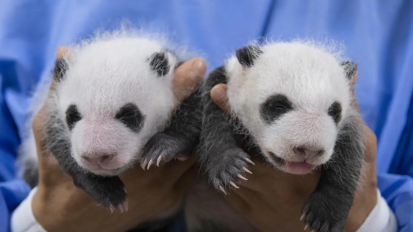 Első alkalommal születtek pandaikrek Dél-Koreában