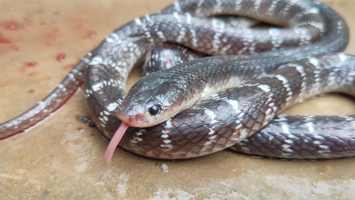 Kígyómarásban meghalt Nepálban egy tizenéves lány, akit kunyhóba zártak a ciklusa idejére