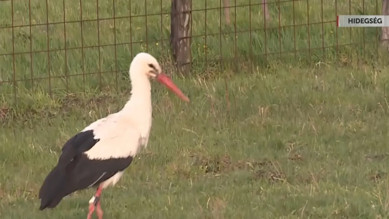 Napindító – Hamarosan elindulnak a gólyák Afrika felé telelni