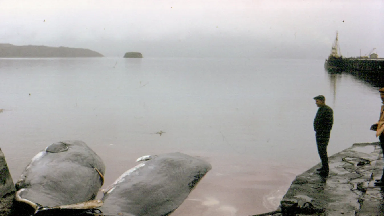 Izland szigorúbb feltételekkel ismét engedélyezte a bálnavadászatot