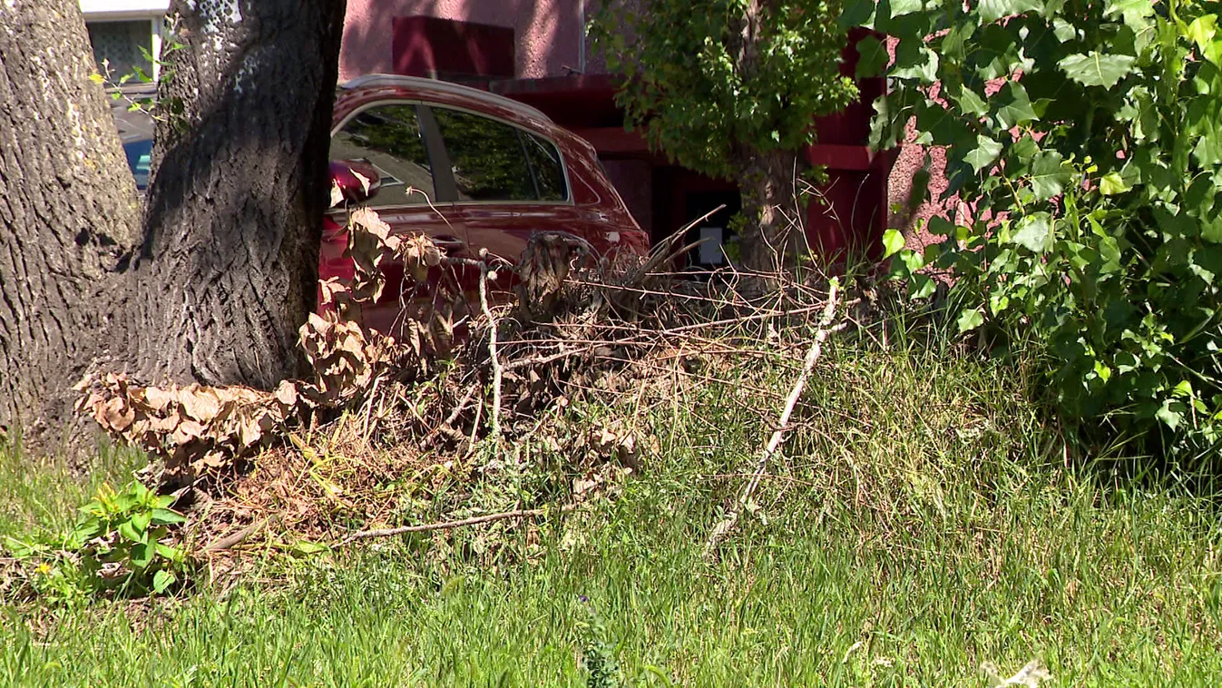 Karácsony néhány virág ültetésével dicsekszik