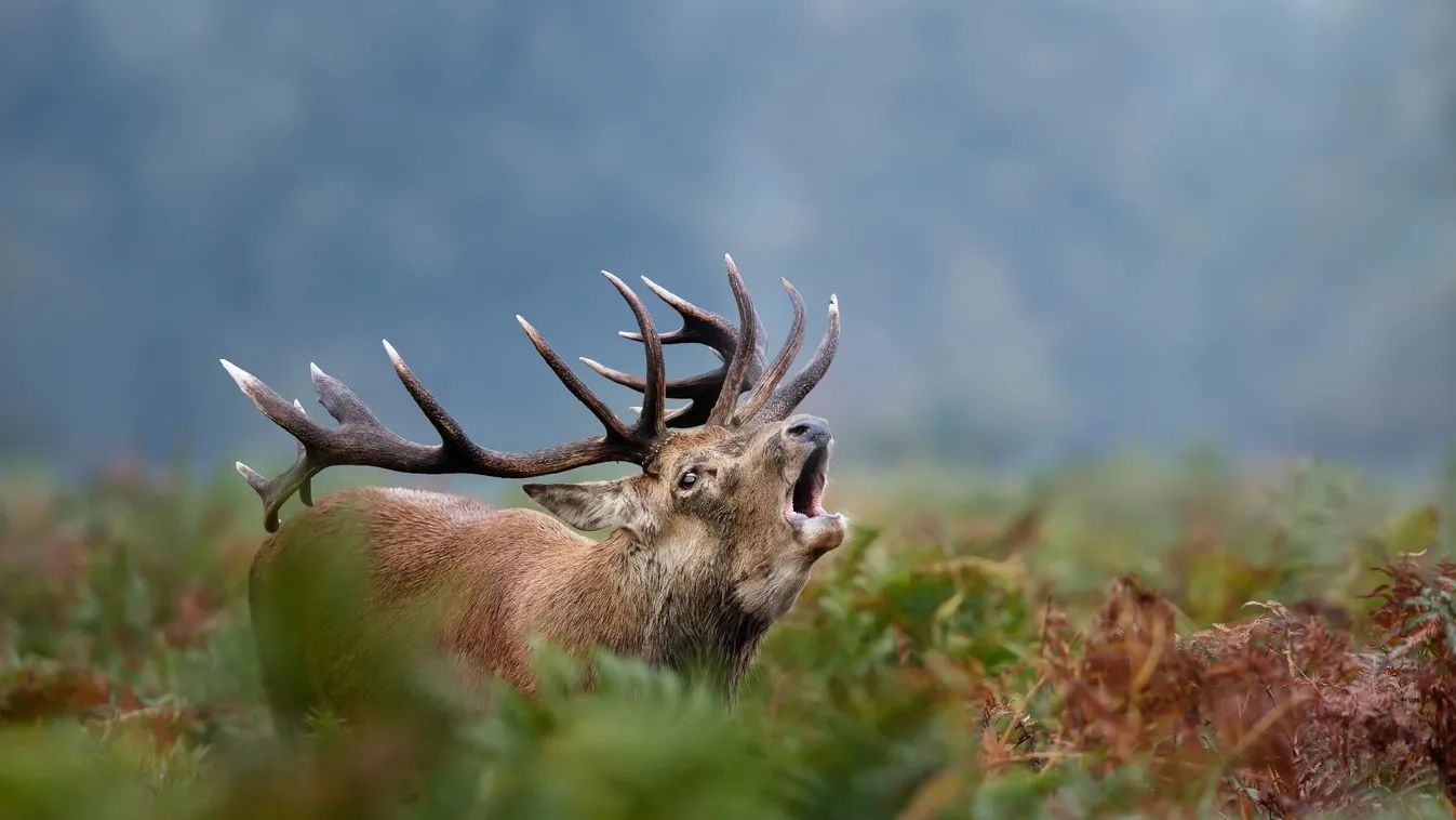 Elkezdődött a gímszarvasbikák bőgése a gemenci erdőben