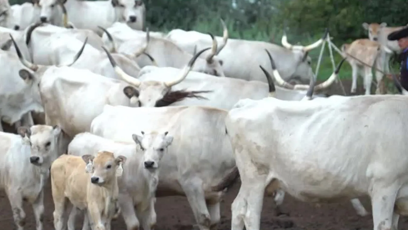 Radar – Hungarikum a magyar szürkemarha