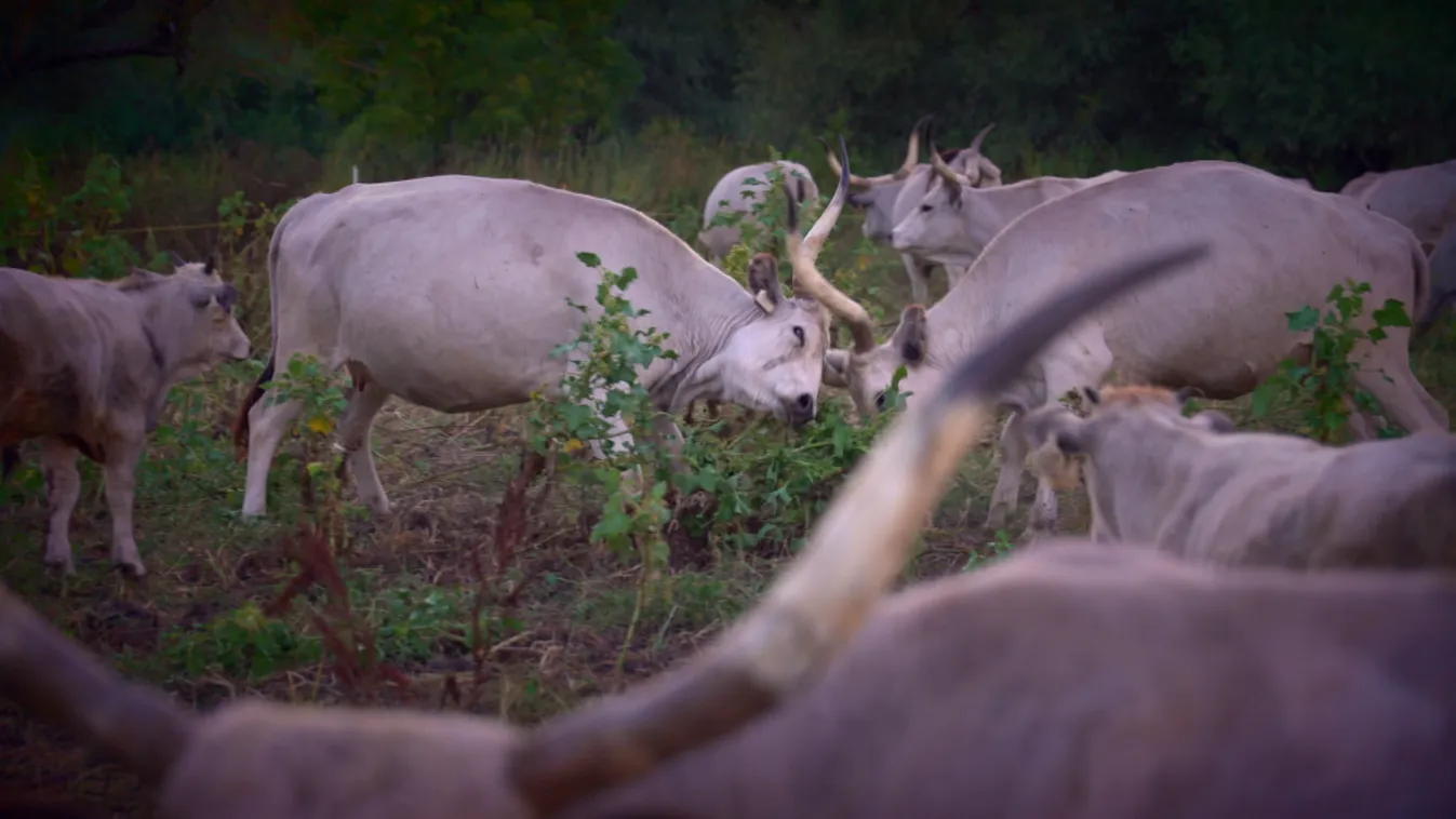 Radar – Magyarország legszebb birtoka