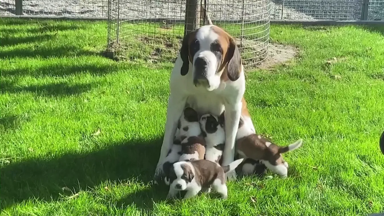 Radar - Gyógyító bernáthegyiek