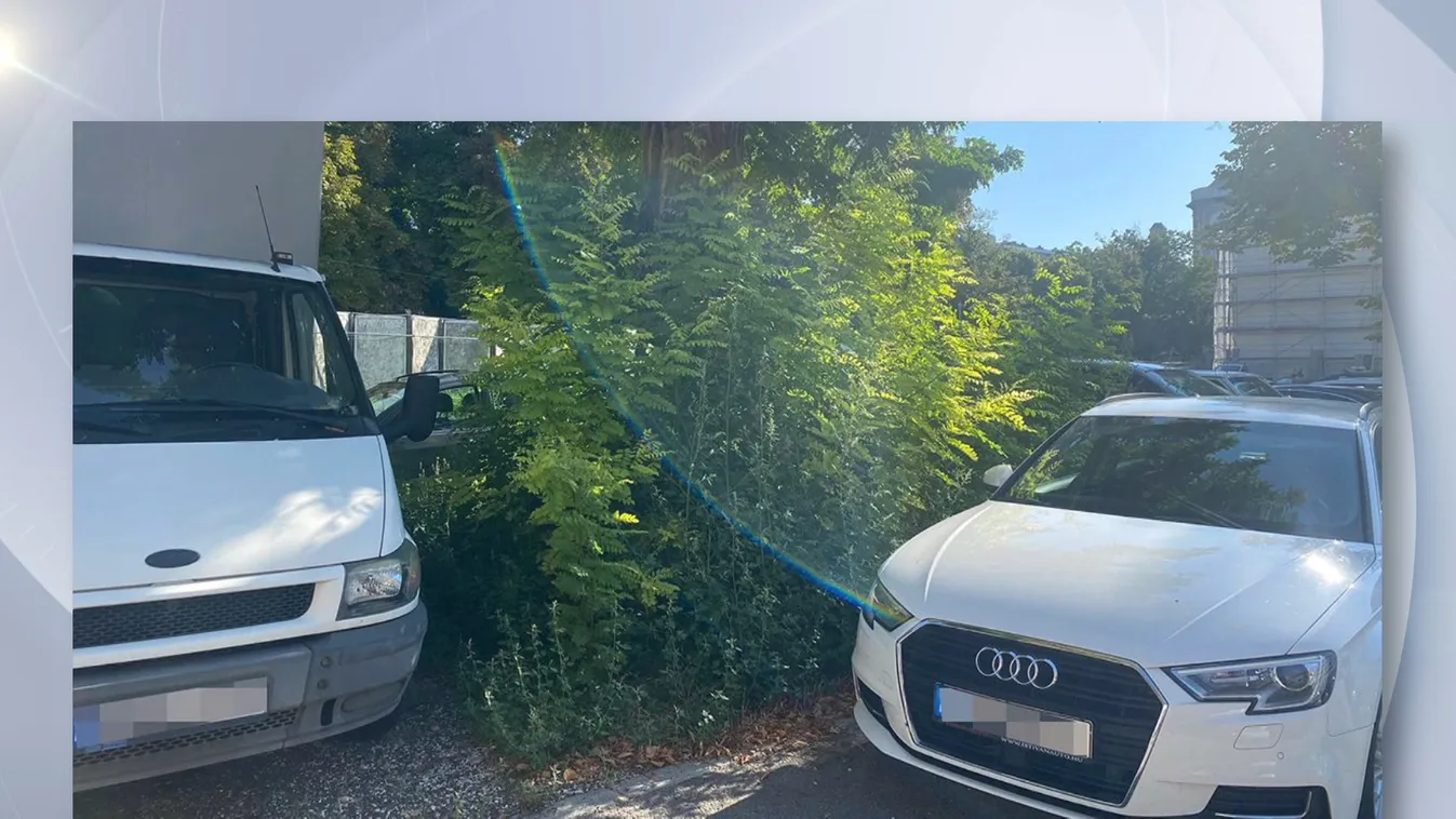 Budapesten a Városháza udvarát is felveri a gyom