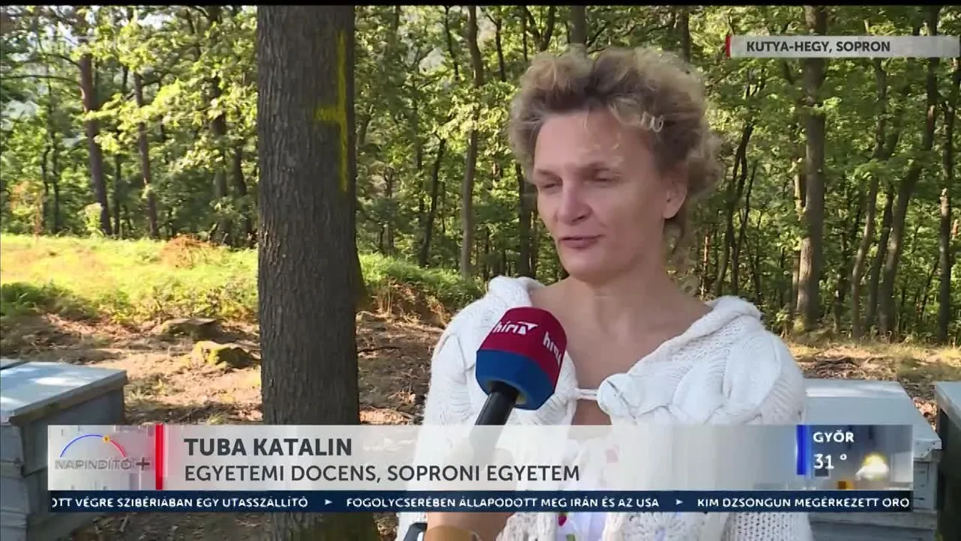 Napindító – Életveszélyes darázsfaj jelent meg Magyarországon (2023-09-12)