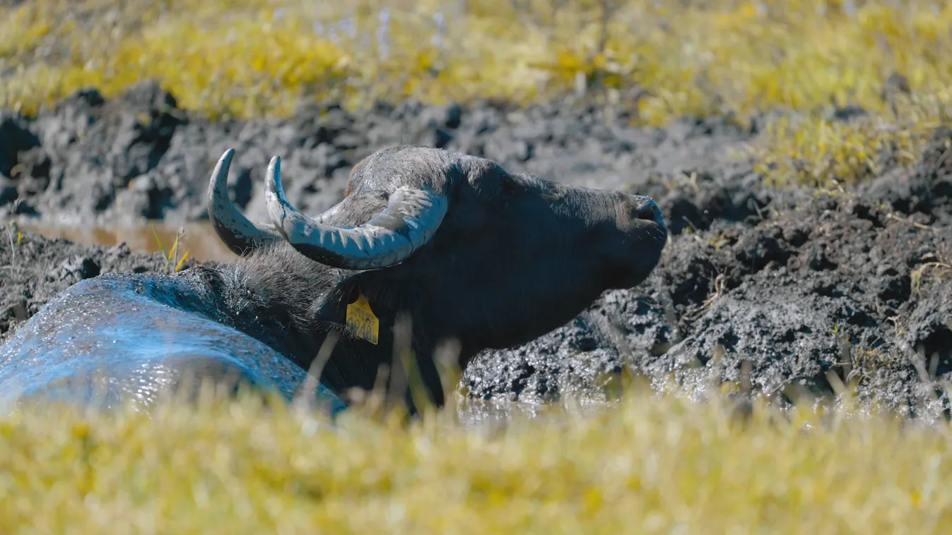 Radar – A kápolnapusztai bivalyrezervátum