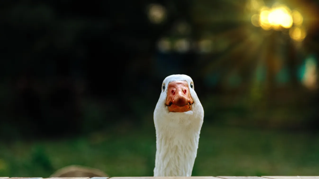 Libafesztivált rendeznek Kiskunfélegyházán