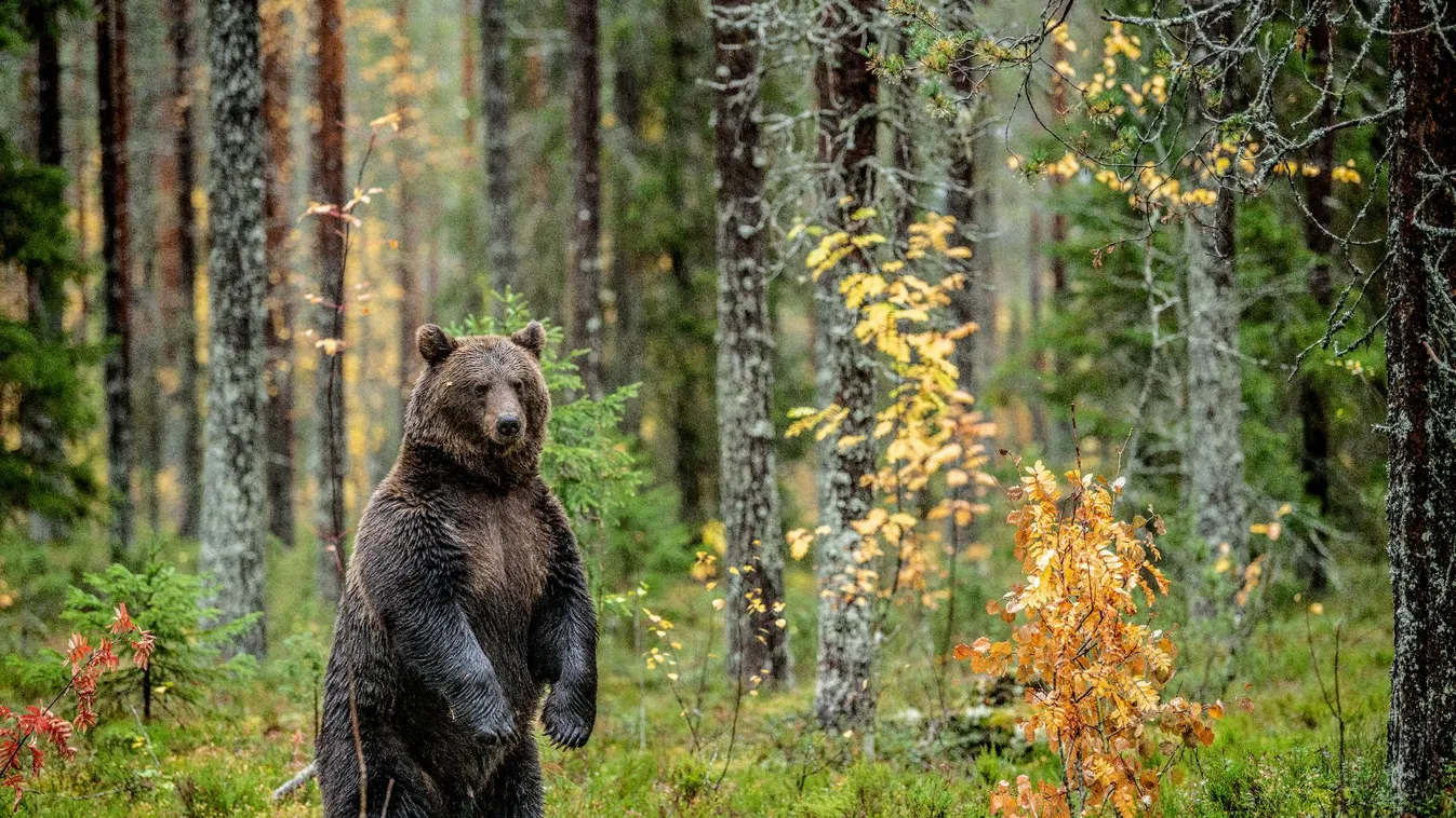 A barnamedve védett státusának felülvizsgálatát kéri az EU-tól Sepsiszentgyörgy polgármestere
