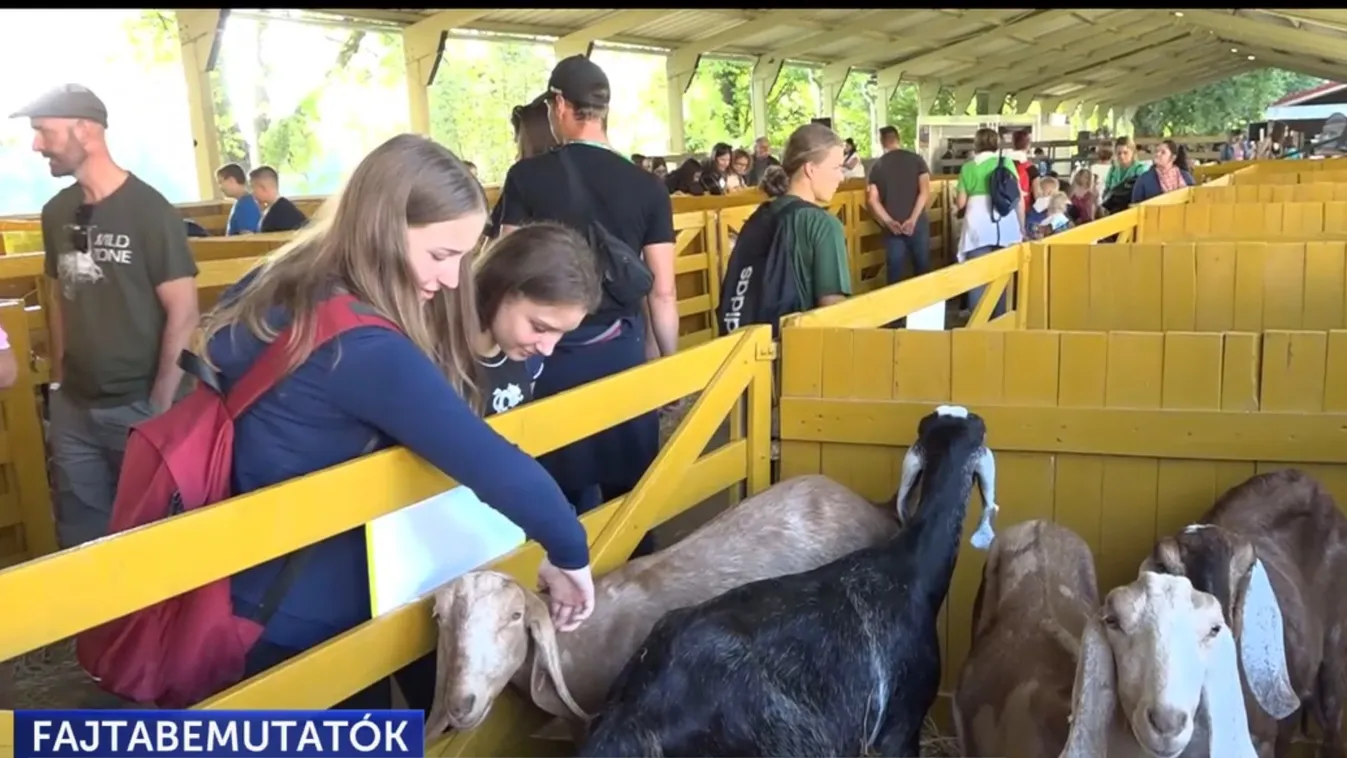 Elkezdődtek a Kaposvári Állattenyésztési Napok