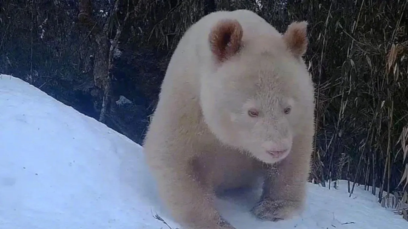 Hímnemű a világ egyetlen albínó pandája