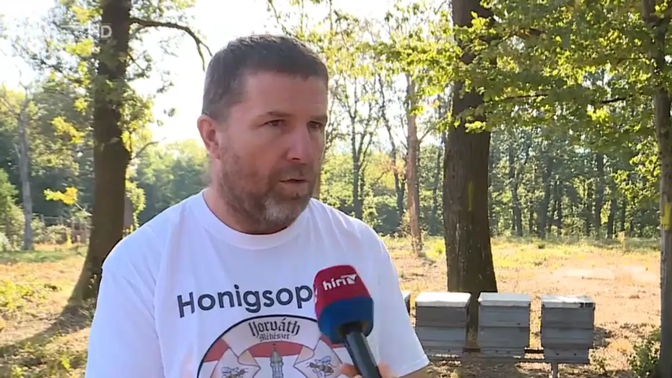 Napindító - Életveszélyes darázsfaj jelent meg Magyarországon