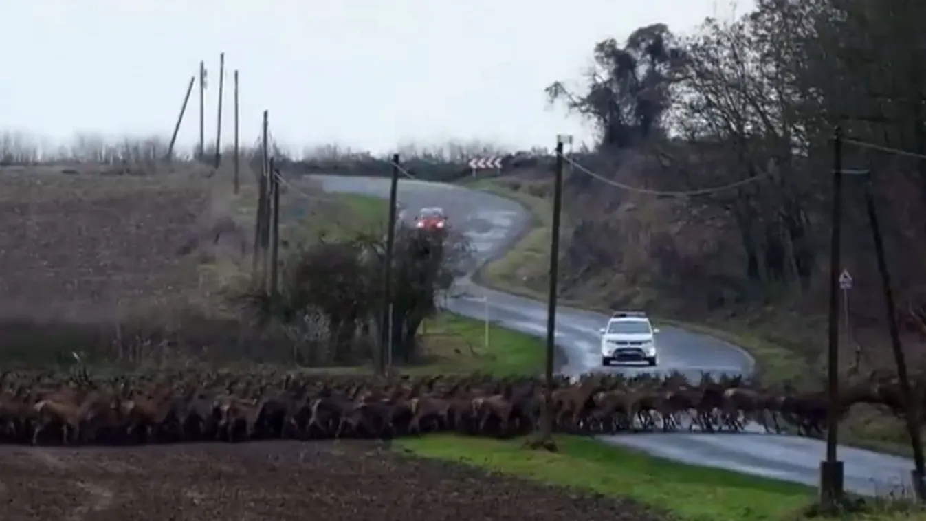Radar - Itt a szarvasbőgés ideje!