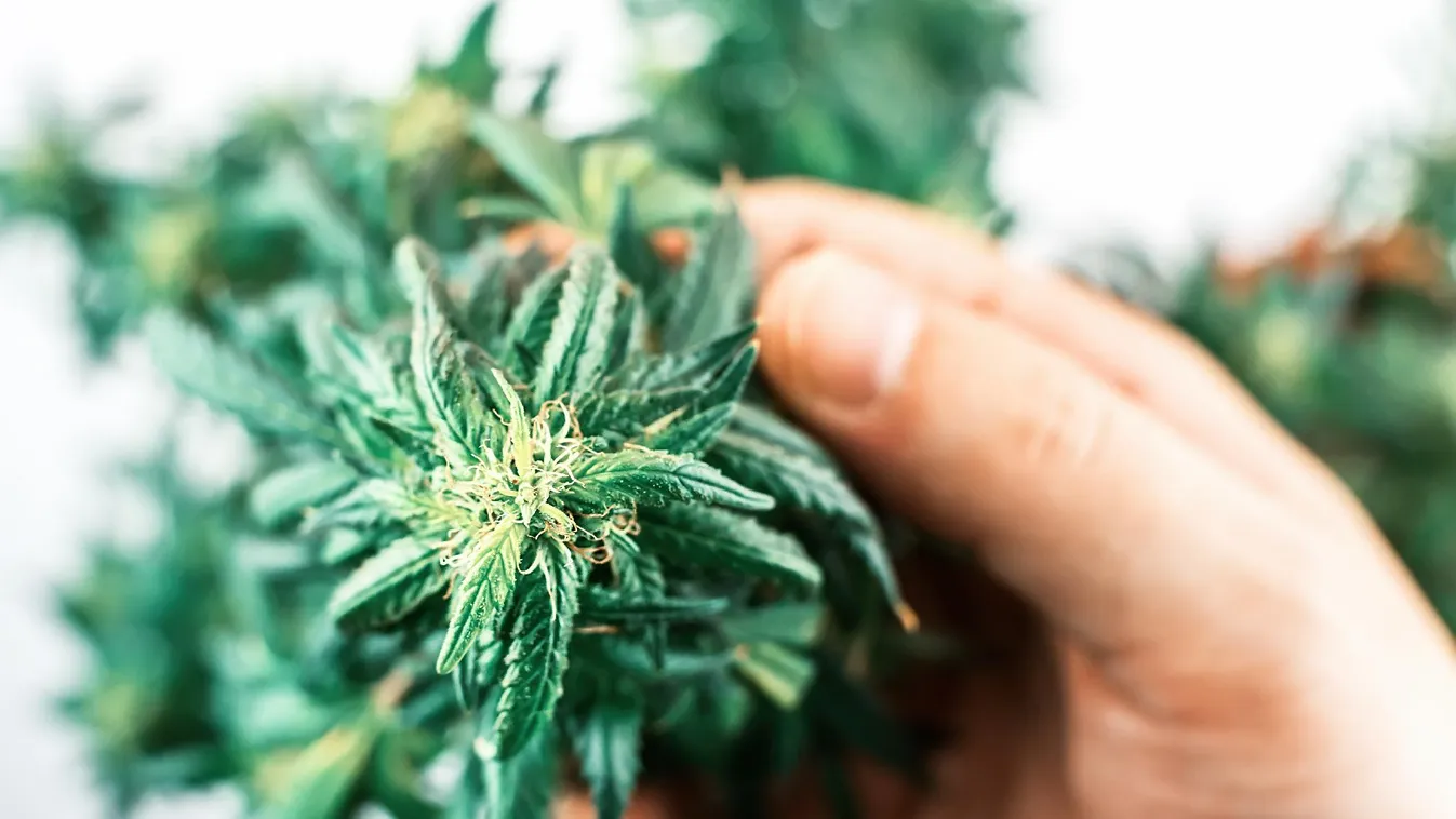 Drogautomaták lepték el Szlovákiát?