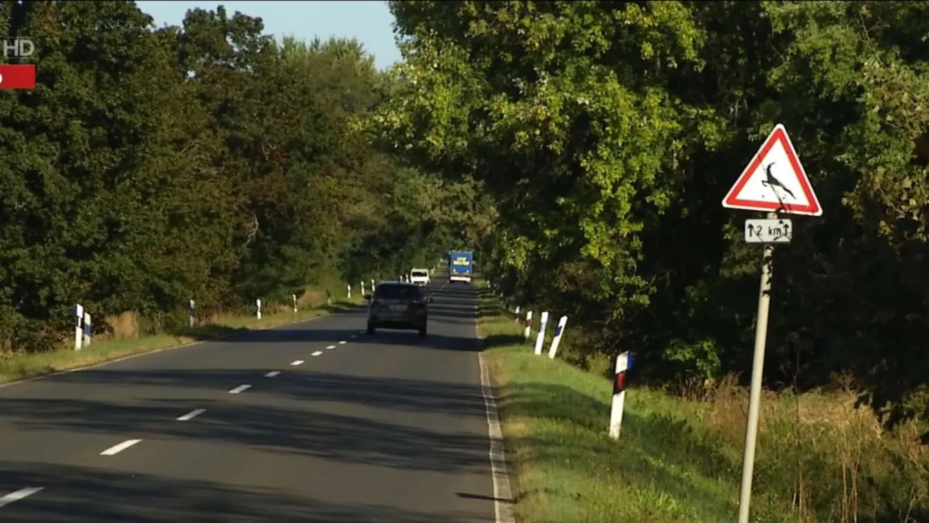 Radar - Új megoldások a vadgázolások elkerülésére