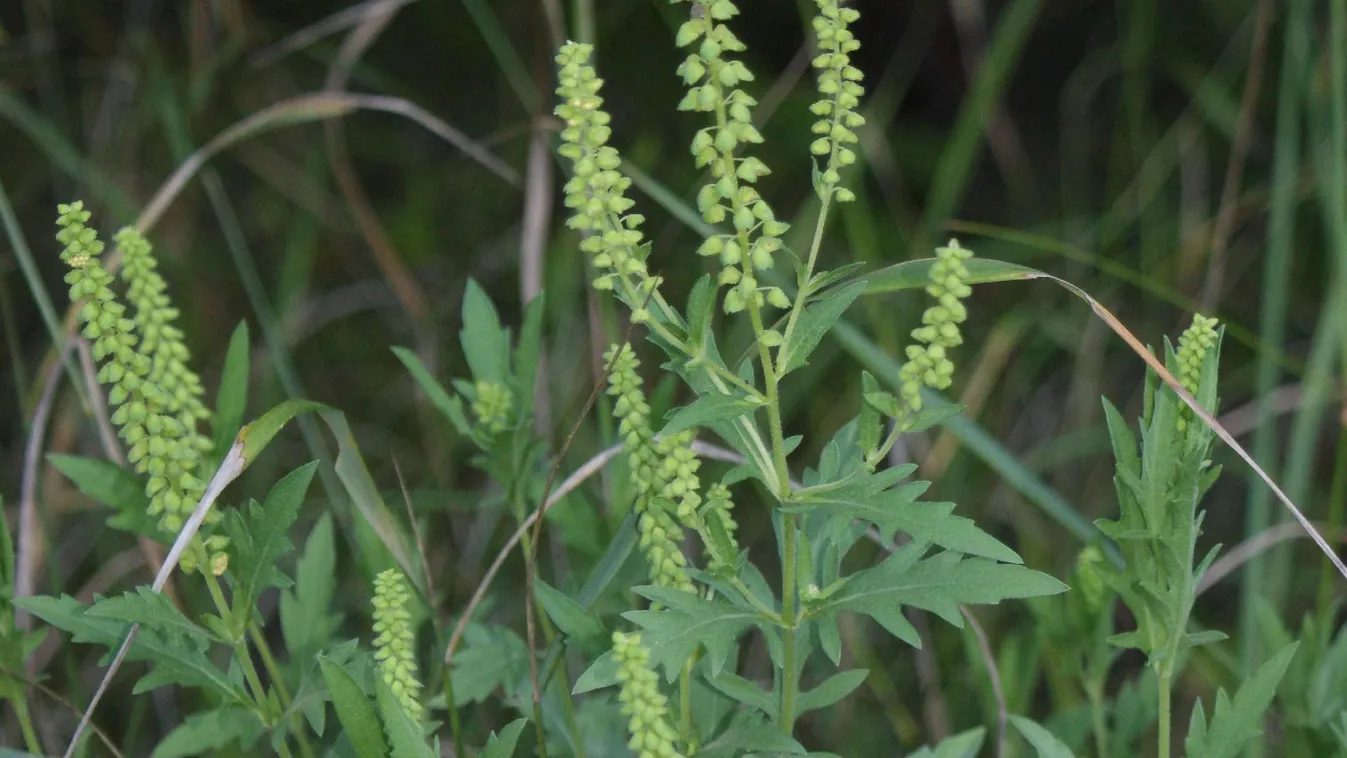 NNGYK: nagyon magas a parlagfű pollenszórása