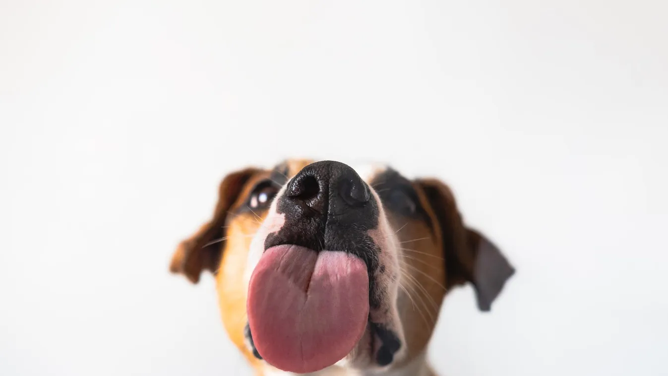 Több száz kutyaként azonosított ember gyűlt össze Berlinben