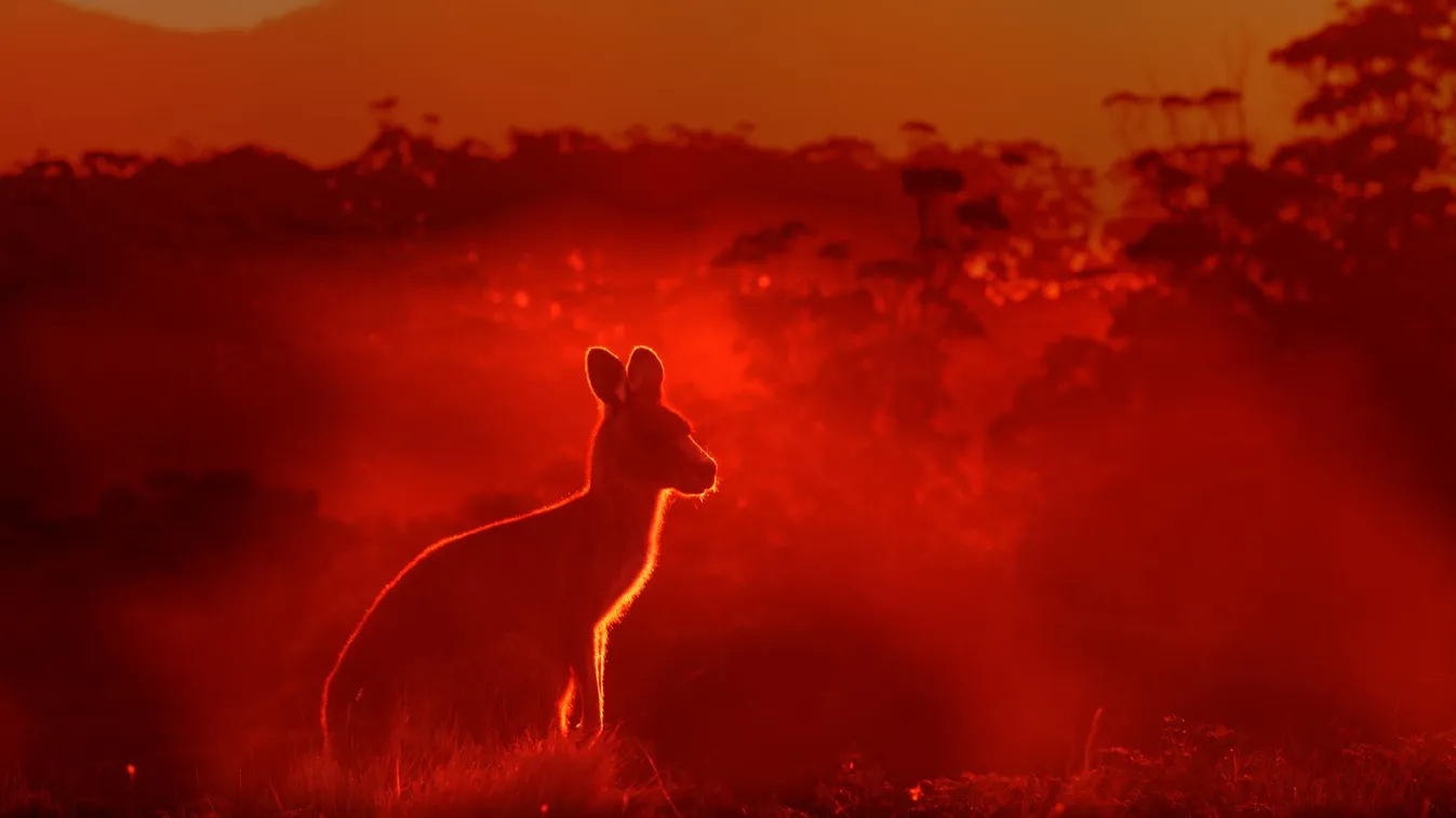 Ausztráliában a perzselő hőség tovább növeli a bozóttüzek kockázatát