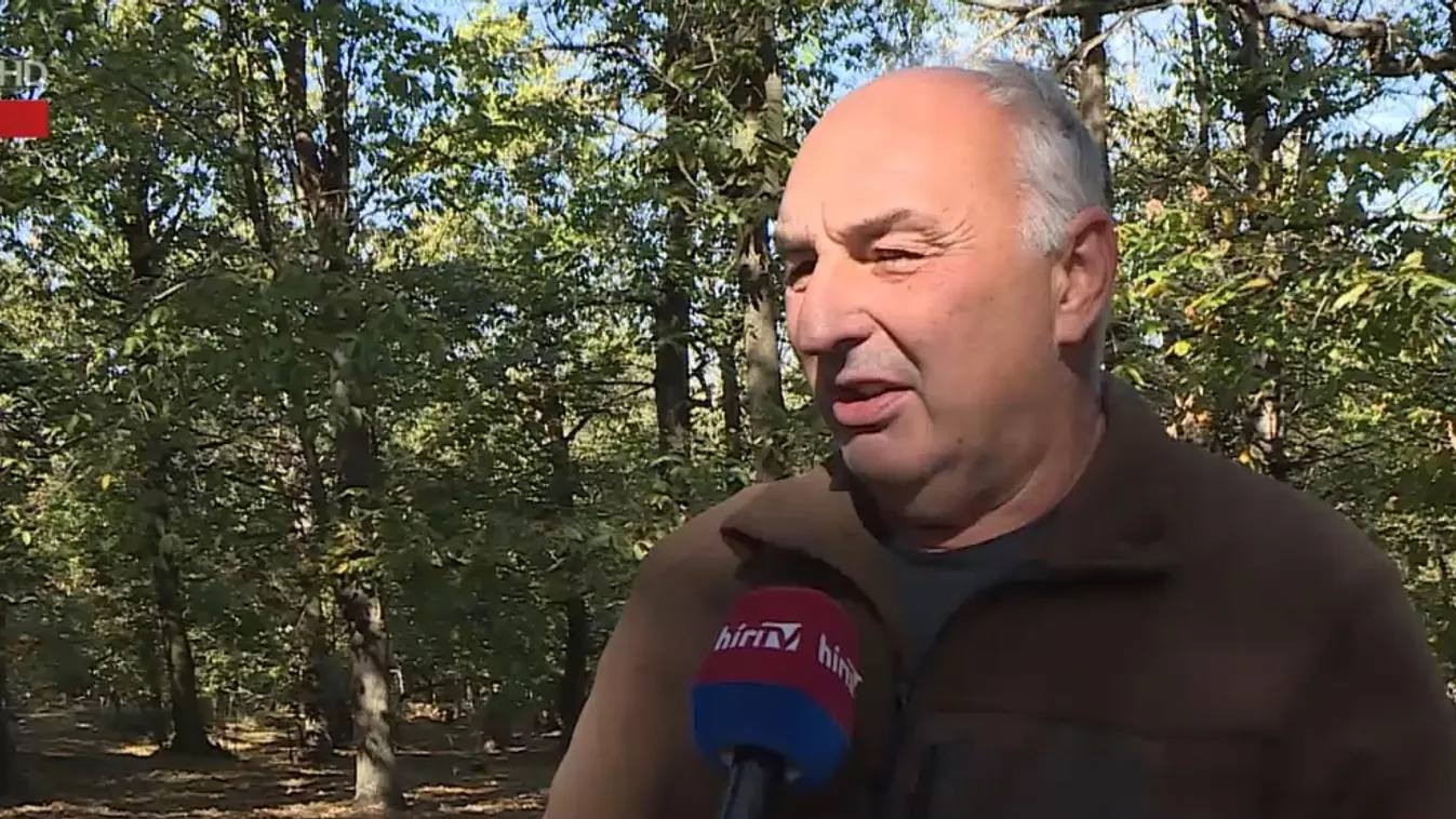 Napindító – Elindult a szelídgesztenye szezon