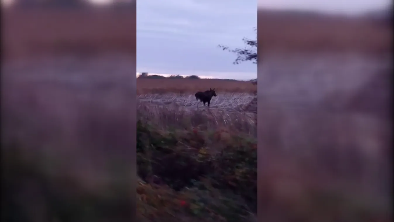 Tisztán kivehető videón a hazánkban kóborló jávorszarvas