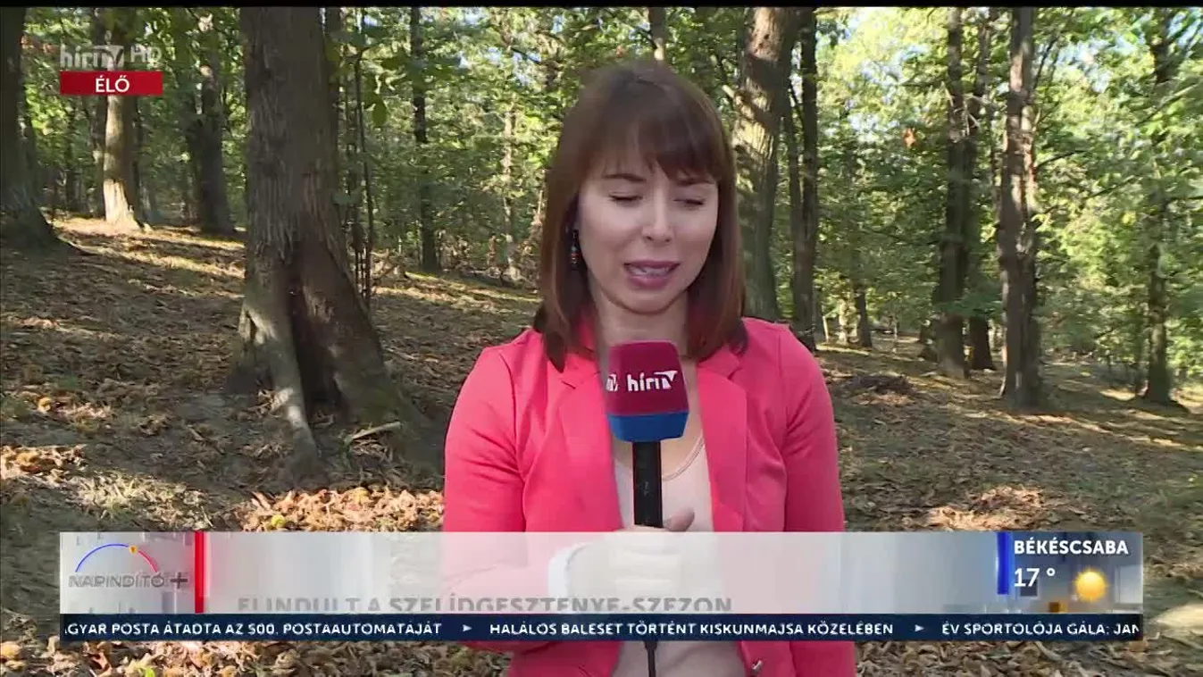 Napindító – Elindult a szelídgesztenye szezon (2023-10-12)