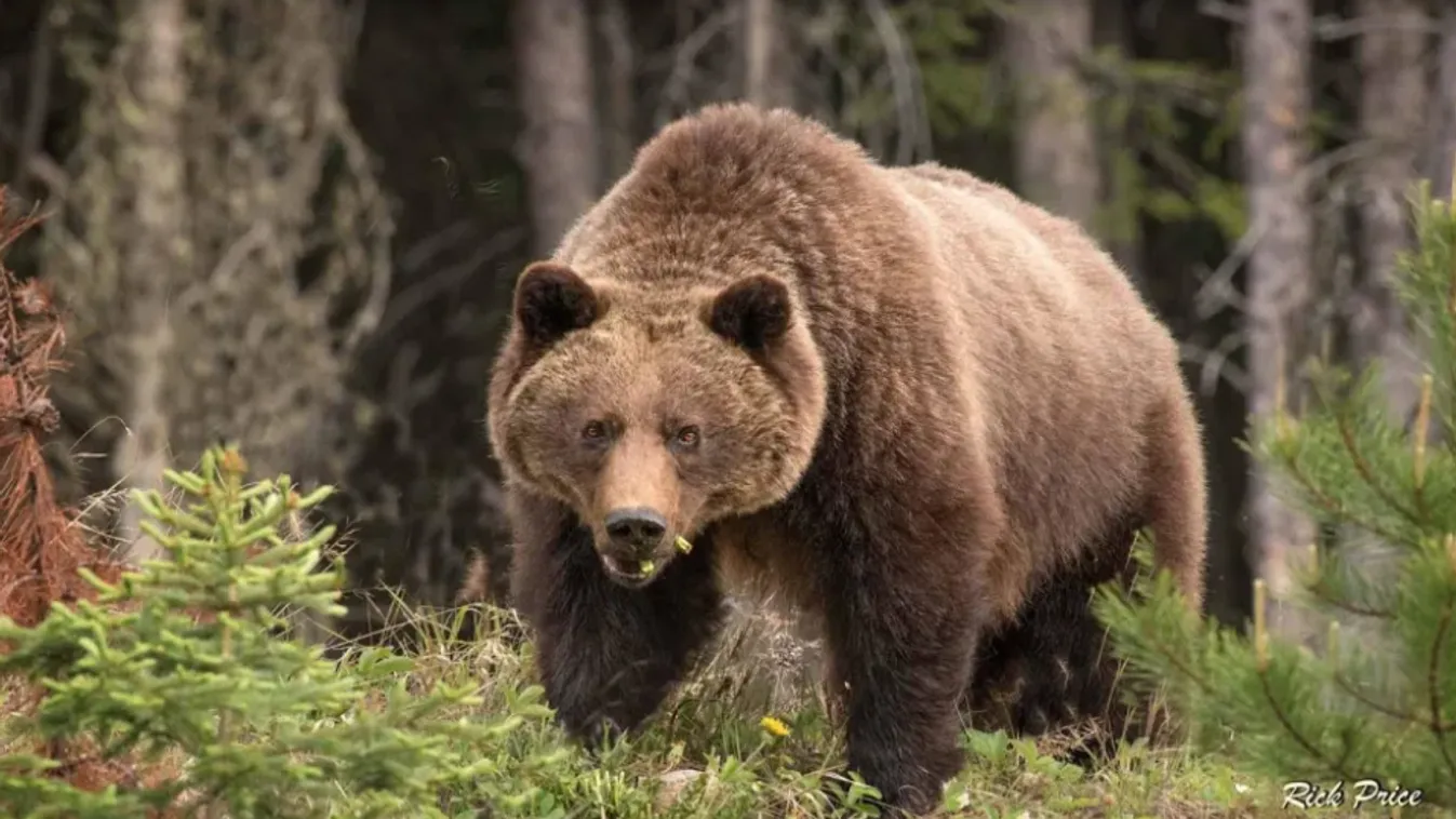 Medve ölt meg két embert és a kutyájukat