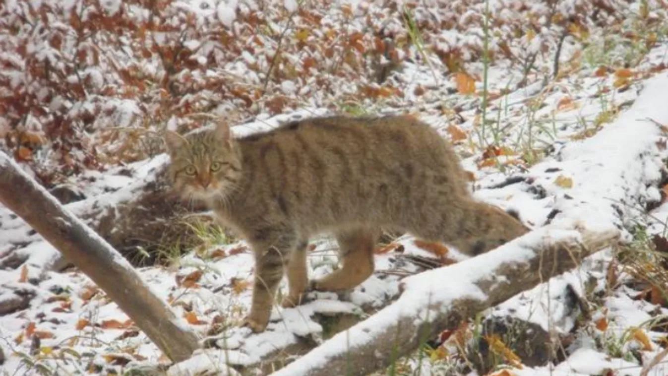 Ritka pillanat: sikerült lefotózni egy vadmacskát a Mecsekben