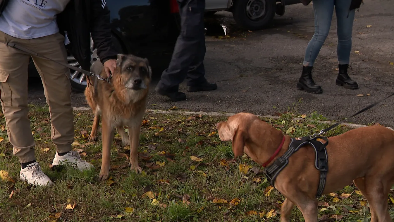 Radar – Kutyajó tettek