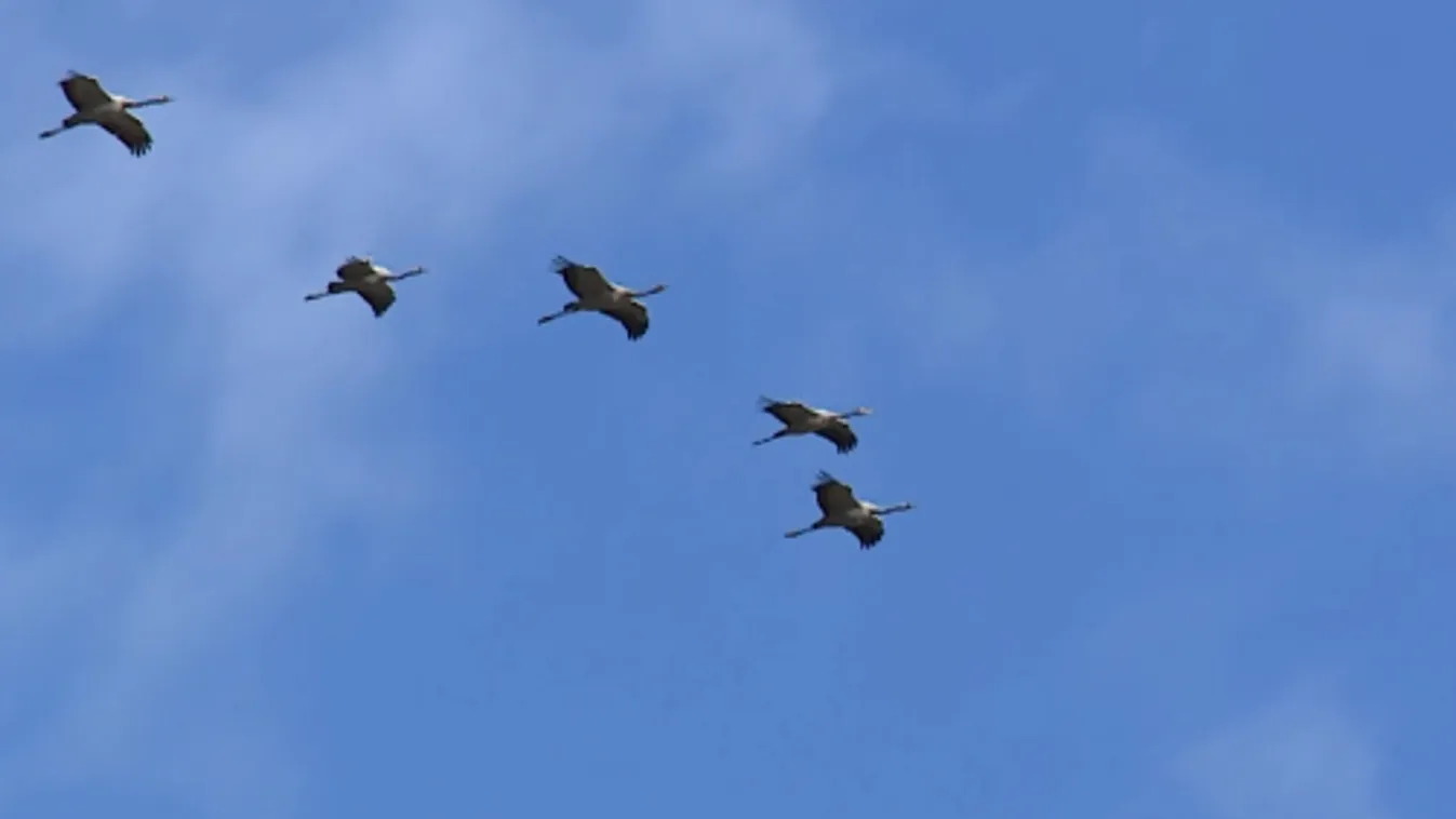 Daruinvázió volt megfigyelhető a Hortobágyon + videó