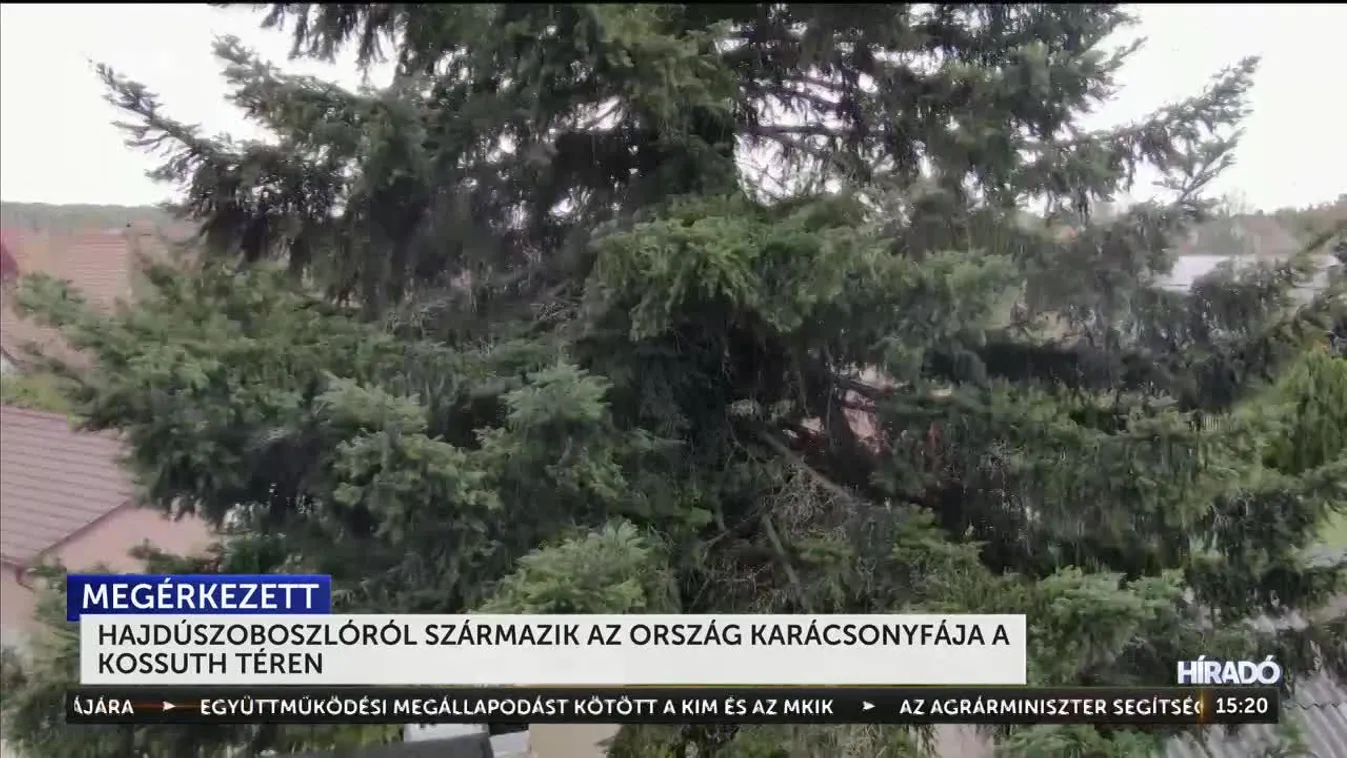 Hajdúszoboszlóról származik az ország karácsonyfája a Kossuth téren