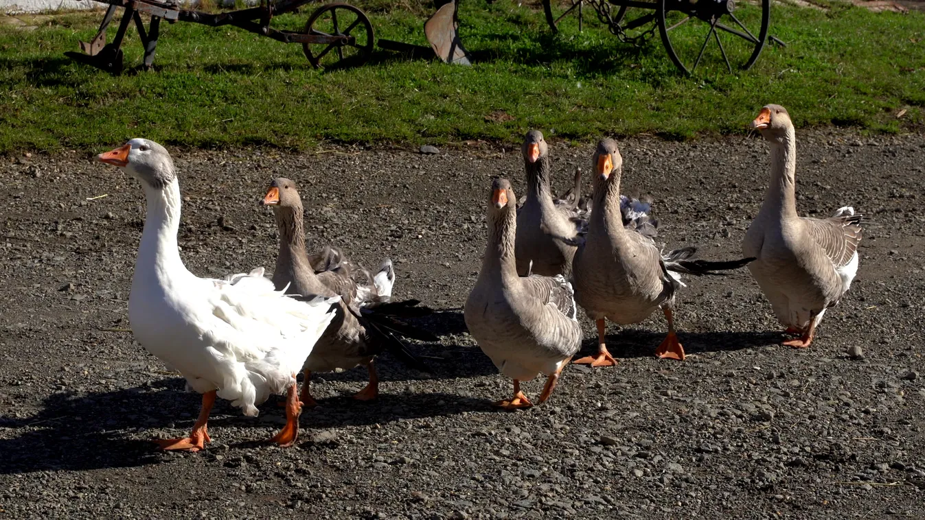 Radar - Ha Márton-nap, akkor a liba és az új bor sem maradhat el