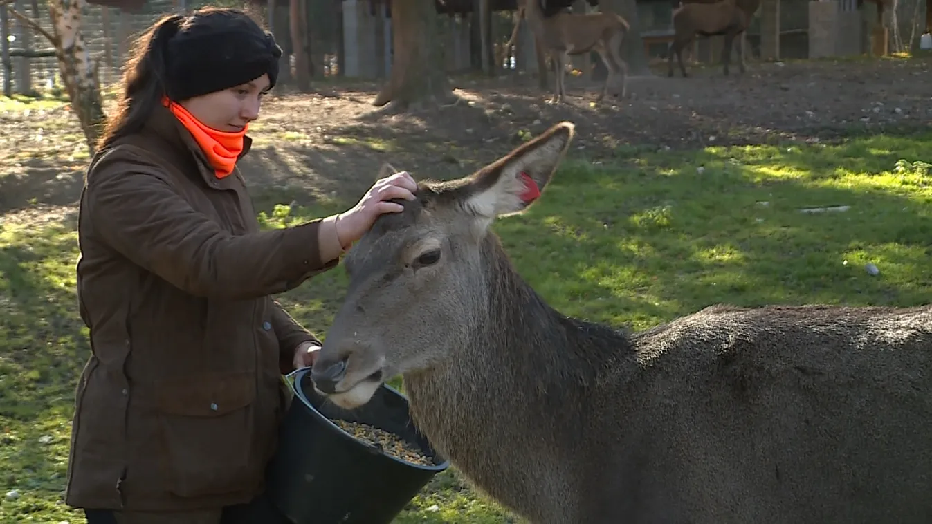 Segítik a vadállatok túlélését a téli időszakban + videó