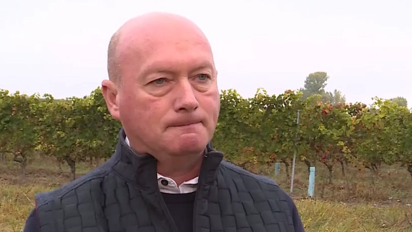 Napindító – Szőlőbetegségek a soproni borvidéken